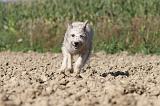 BOUVIER DES ARDENNES 070